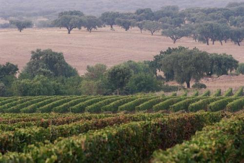 Monte dos 2 Tanques, Estremoz