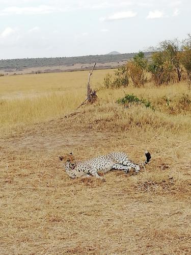 Eco mara forest camp