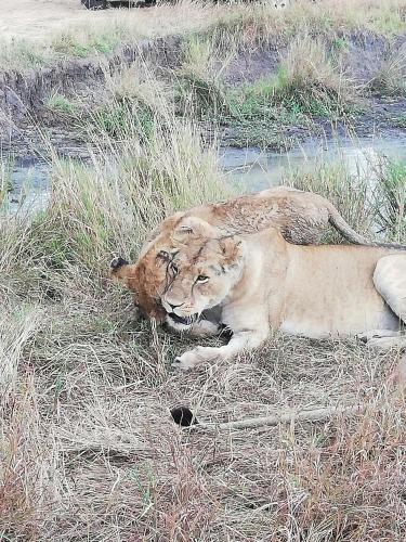 Eco mara forest camp