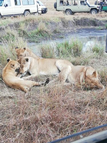 Eco mara forest camp