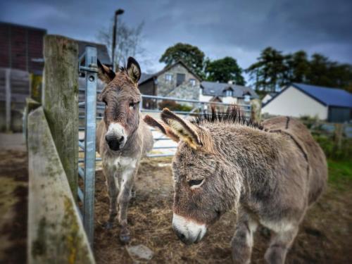 Barley Cottage - 5* Cyfie Farm with log burner and private covered hot tub Barley Cottage - 5* Cyfie Farm with log burner and private covered hot tub
