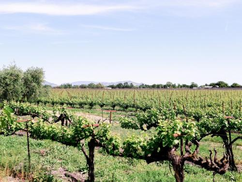 Vinarosa Resort & Spa