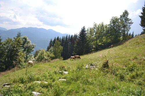 Gasthof Oberer Gesslbauer