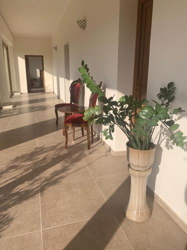 Vitál Guesthouse (Vital Guesthouse) in Ibafa