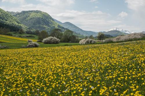 chez Léontine - Location saisonnière - Espezel