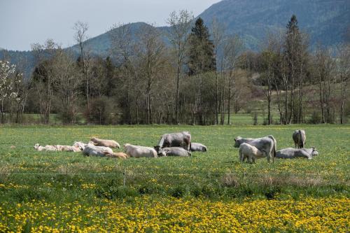 Maison - Chez Léontine (Maison - Chez Leontine) in Roquefeuil