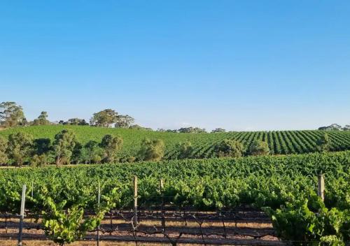 Clare Valley Millon Estate