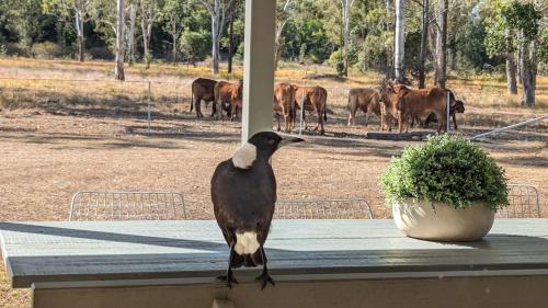 Blackbutt The Shack at Gilinlea in นานังโก