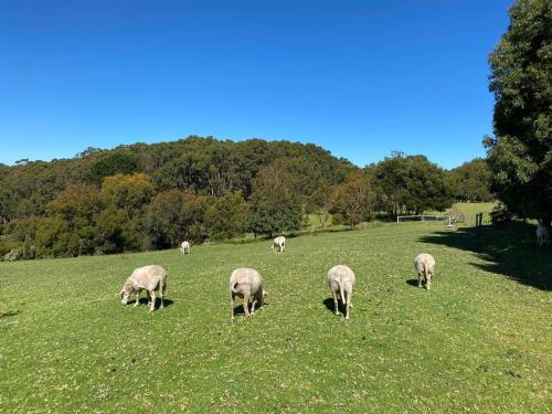 Great Ocean Road Wellness and Nature Stay