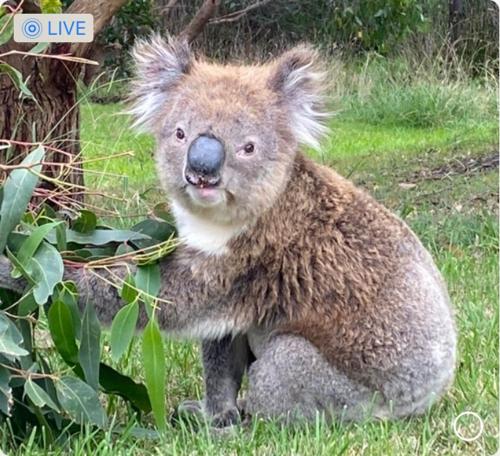 Great Ocean Road Wellness and Nature Stay