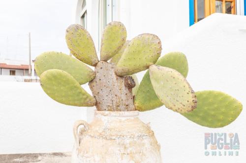 Villetta Pisa 1 by Puglia On line Villetta Pisa 1 by Puglia On line