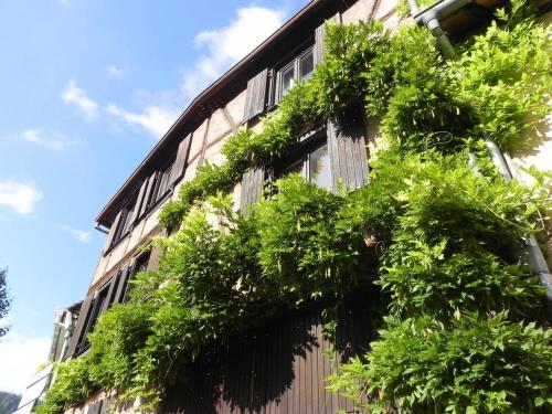 Nid douillet au cœur du vignoble alsacien - Apartment - Kintzheim