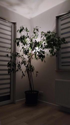 Apartament Zielone Zamienie in Лешноволя