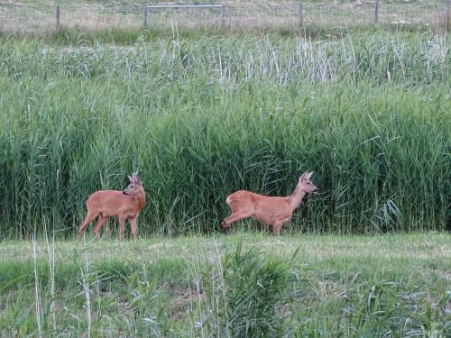 บริการและสิ่งอำนวยความสะดวก, Iselmarpleats 3 kamer appartement in สกูล