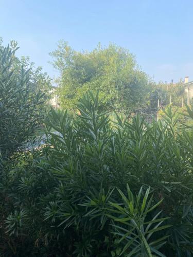 Kert, B&B Le Rose in Limena