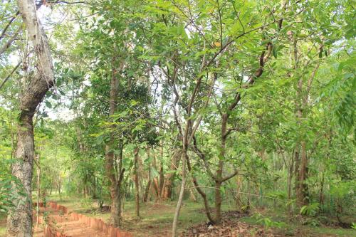 Garden, Forest Camping Tree House in Sigiriya