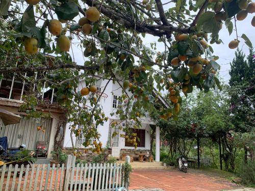 Family house - stay on pine hill Dalat