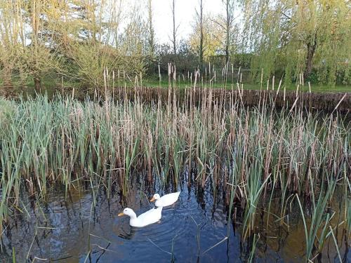 charmant studio dans une longere in La Ménitré
