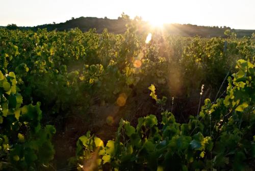 Chartreuse de Mougeres - Pézenas