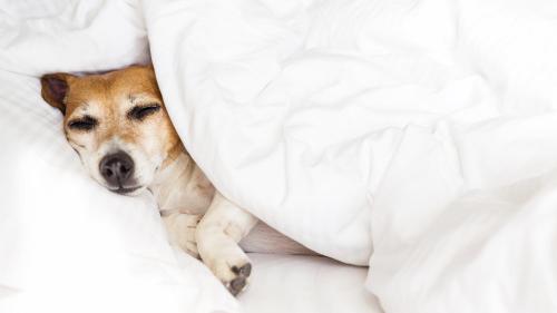 Inn of Loudon - image 12