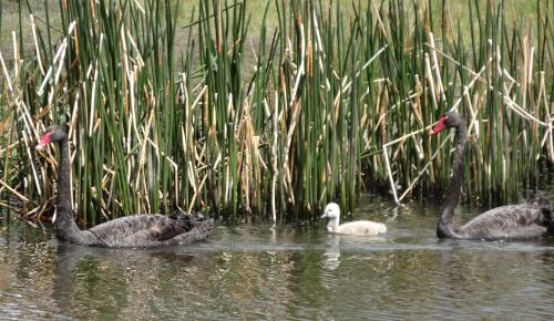 สภาพแวดล้อมโดยรอบ, Chandlers Rest in คาร์โคอาร์
