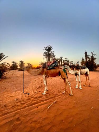 Mhamid wild Trekking Camels