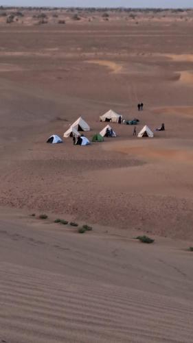 Mhamid wild Trekking Camels