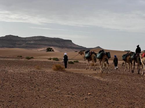 Mhamid wild Trekking Camels