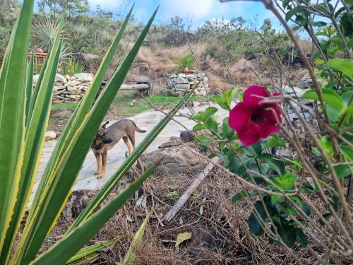 Pousada Trilhas de Gigantes in 多斯伊佩斯