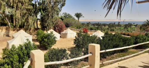 View, Tunis Camp Fayoum in Bani Suwayf