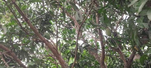 House with AC and Swimming Pool in 벤토타