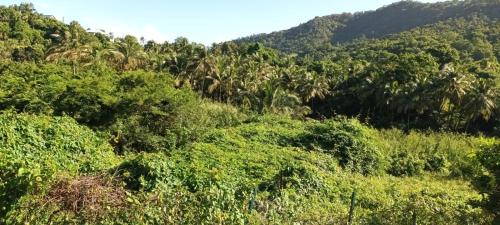 Weston, Deshaies (Foto 7)