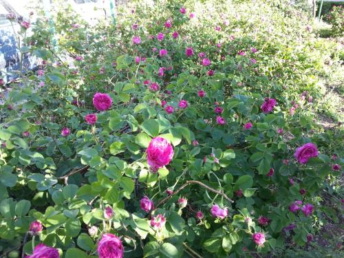 Guest House Goa Mostar - image 6