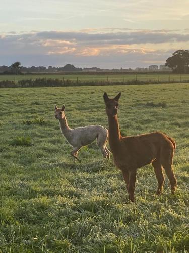 Natures-Rest Wielen "Mendhoo"