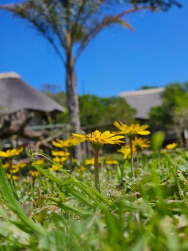 Garden Route Safari Camp