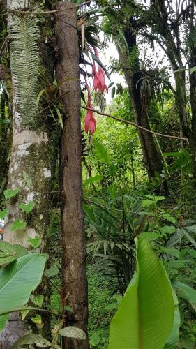 GOLDEN TREE MINDO ECO-LODGE