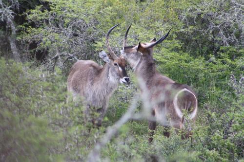 Garden Route Safari Camp