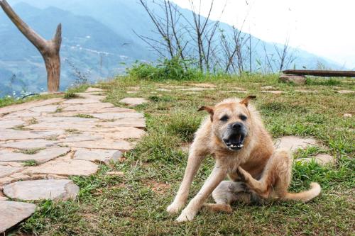 A Su Homestay Mù Cang Chải