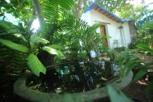 Exotic Garden Homestay