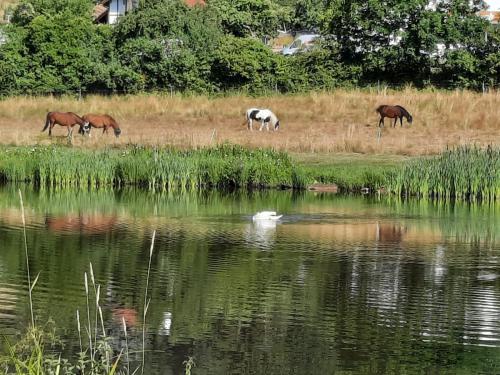 Ferienhaus Natur und Stil