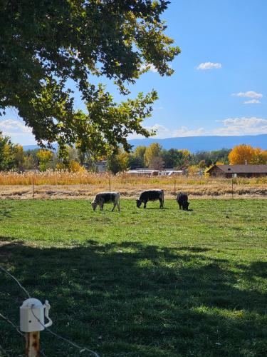 Peaceful, Private and Airy on a 5 acre farm