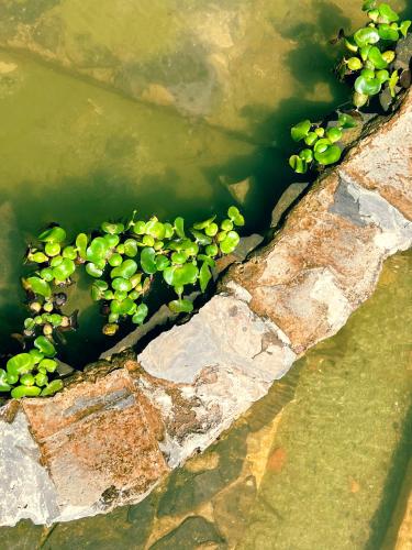Los Lagos de Jasú Los Lagos de Jasú