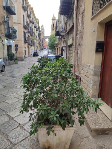 BONELLUS, Palermo