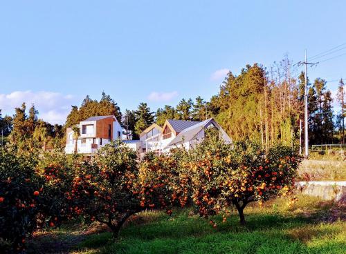 Walden Studios, Sogüpcho