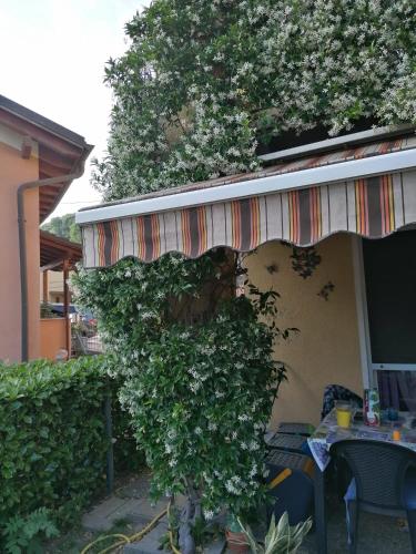 Zunanjost, Le palme in Bironico