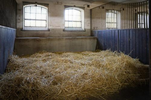 FeWo mit Pferdeboxen, Paddock und Weide in der Lüneburger Heide