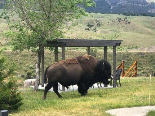 Yellowstone River Parkview House