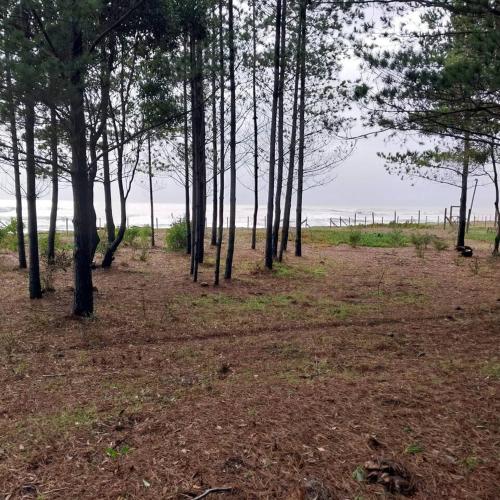 Olas de Curaquilla in อเราโก