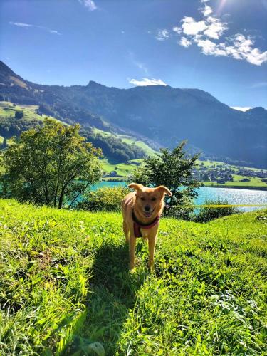 Gemütliche FeWo mit Sauna inmitten der Berge