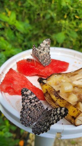 Venus Hotel in San Ignacio